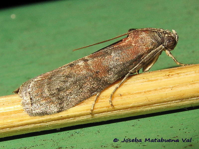 Pyralidae da id. Phycita roborella